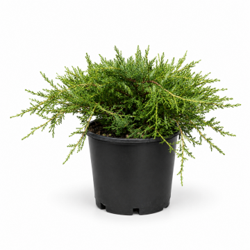 Genévrier 'Old Gold' - cont. 3l (Juniperus pfitzeriana)