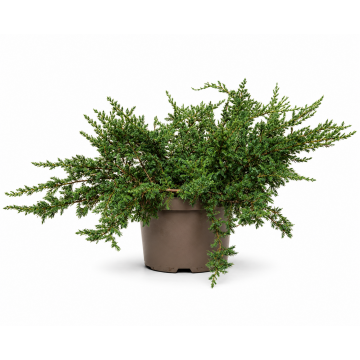 Genévrier commun 'Repanda' - cont. 3l (Juniperus communis)