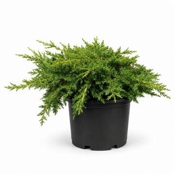 Genévrier 'Gold Kissen' - cont. 3l (Juniperus pfitzeriana)