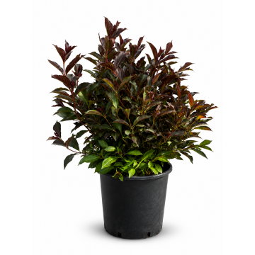 Weigela florida ´Alexandra®´ - cont. 9.5 litres