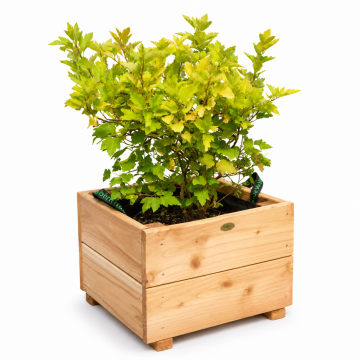 Bac City mélèze huilé 36x36xH.28.5 FSC 100% / 2 lames de 12cm