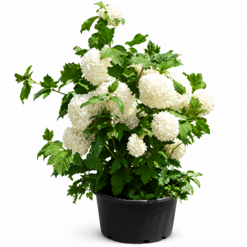 Viorne obier 'Roseum' - cont. 9.5l (Viburnum opulus)
