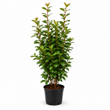 Chalef de Ebbing 'Compacta' - cont. 9.5l (Elaeagnus ebbingei)