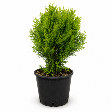 Thuja orientalis ´Aurea nana´ (Compacta) (Platycladus ´Aurea nana´) - cont. 4 litres