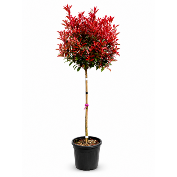 Photinia X fraseri ´Red robin´ demi-tige - cont. 30 litres
