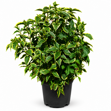 Weigela nain 'Nana Variegata' - cont. 9.5l (Weigela florida)