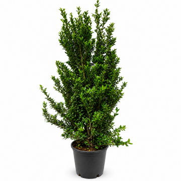 Houx 'Kanehirae' - cont. 9.5l - 100/125cm (Ilex maximowicziana)