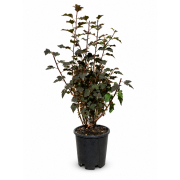 Physocarpe à feuilles d'obier 'Diabolo' - cont. 9.5l - 80/100cm (Physocarpus opulifolius)