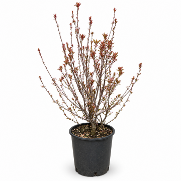 Prunus cistena (Prunier des sables) 100/125 cm - cont. 9.5 litrse