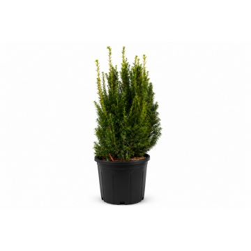 Taxus media ´Hillii´ (If mâle sans fruit) 100/150 cm - cont. 30 litres