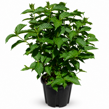 Weigela 'Bristol Ruby' - cont. 9.5l (Weigela florida)