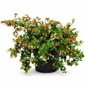 Abélia à grandes fleurs 'Edward Goucher' - cont. 3l (Abelia grandiflora)
