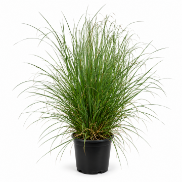 Herbe de la Pampa 'Pumila' - cont. 9.5l (Cortaderia selloana)