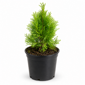 Thuja occidentalis (Thuya Occidental) ´Smaragd´ 125/150 cm - cont. 30 à 35 litres