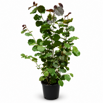 Noisetier pourpre 'Purpurea' - cont. 9.5l - 100/125cm (Corylus maxima)
