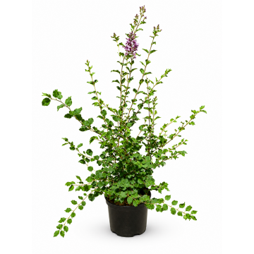 Lila nain de Corée 'Palibin' - cont. 9.5l - 40/60cm (Syringa meyeri)