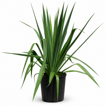 Yucca - cont. 9.5l (Yucca filamentosa)