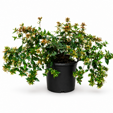 Abélia à grandes fleurs - cont. 3l (Abelia grandiflora)