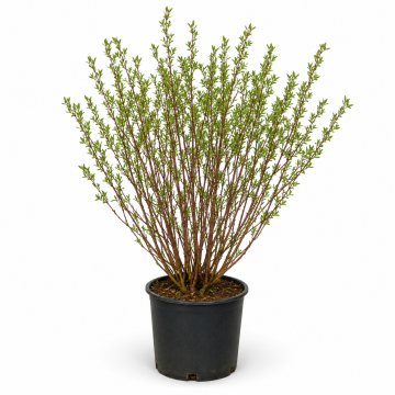Saule pourpre 'Nana' - cont. 3l (Salix purpurea)