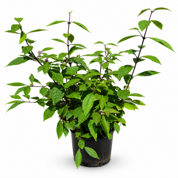 Arbuste aux bonbons 'Profusion' - cont. 9.5l (Callicarpa bodinieri)