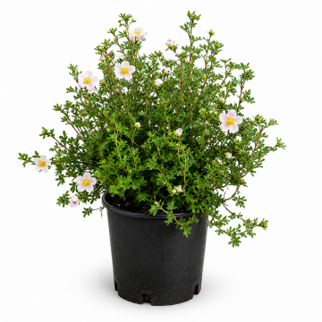 Potentille arbustive 'Pink Queen' - cont. 3l (Potentilla fruticosa)