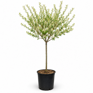 Saule crevette 'Flamingo' - cont. 9.5l - demi-tige (Salix integra)