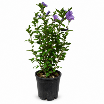 Althéa/mauve en arbre 'Marina' - cont. 7.5/9.5l (Hibiscus syriacus)