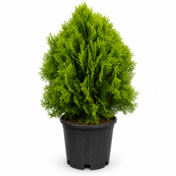 Thuja orientalis ´Aurea nana´ (Compacta) (Platycladus ´Aurea nana´) - cont. 9.5 litres
