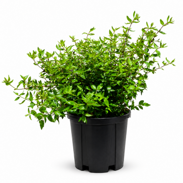 Abélia à grandes fleurs - cont. 9.5l (Abelia grandiflora)