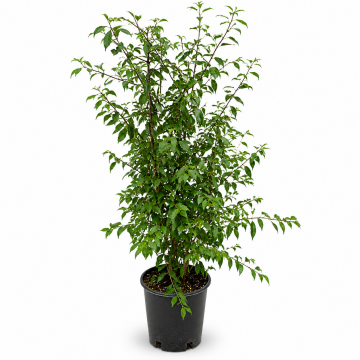 Prunellier - cont. 9.5l - 100/125cm (Prunus spinosa)