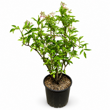 Sureau noir - cont. 9.5l (Sambucus nigra)