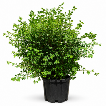 Spirée de Van Houtte - cont. 9.5l (Spiraea vanhouttei)