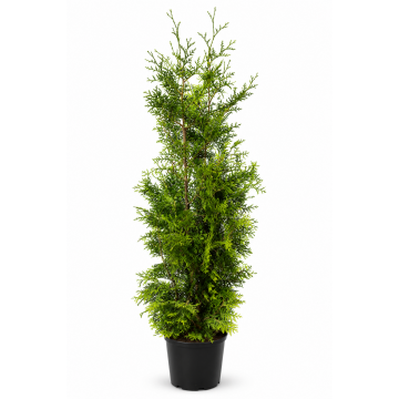 Thuya du Canada 'Brabant' 125/150 cm - cont. 30l (Thuja occidentalis) 