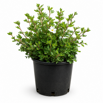 Potentille arbustive 'Abbotswood' - cont. 3l (Potentilla fruticosa)