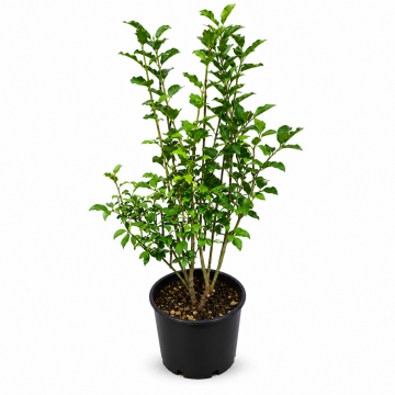 Fusain d'Europe - cont. 9.5l (Euonymus europaeus)
