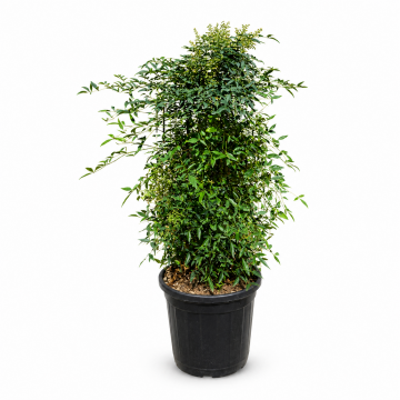 Bambou sacré 'Obsessed Seika' - cont. 30l (Nandina domestica)