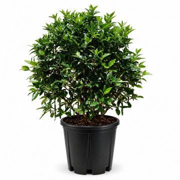 Viorne tin 'Eve Price' - cont. 9.5lt (Viburnum tinus)