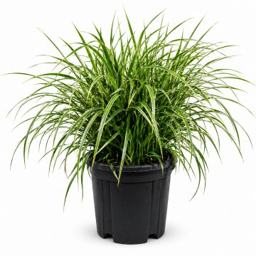 Carex foliosissima ´Ice Dance´ (Laîche japonaise) - cont. 9.5 litres