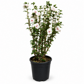 Althéa/mauve en arbre 'Speciosus' - cont. 9.5l (Hibiscus syriacus)