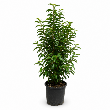 Laurier du Portugal 'Angustifolia' - cont. 9.5l - 80/100 cm (Prunus lusitanica)