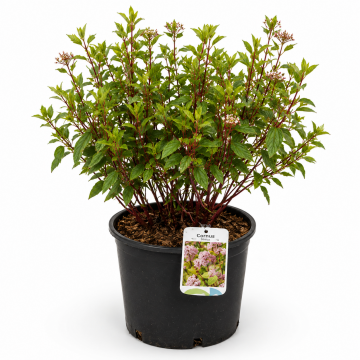 Céanothe 'Marie Simon' - cont. 9.5l (Ceanothus pallidus)