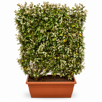 Elaeagnus ebbingei (Chalef) ´Viveleg´ 150/+ cm en caissette (Terracotta)
