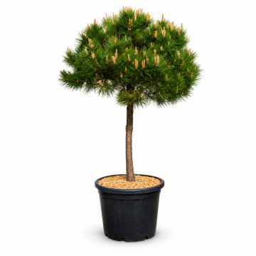 Pinus nigra Brepo - Demi-tige - Cont. 35/45lt