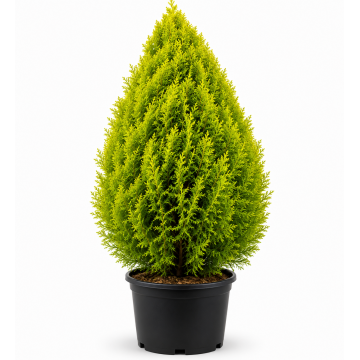 Thuja plicata ´Atrovirens´ (Thuya géant)
