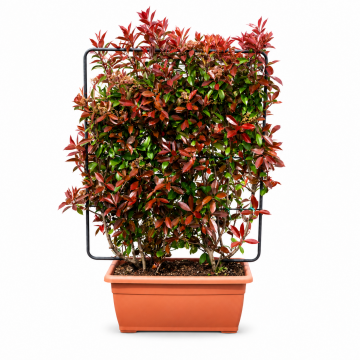 Photinia X fraseri ´Red robin´ 150/+ cm - en caissette (Vert)
