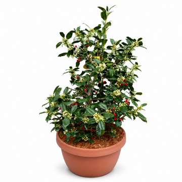 Houx 'Nellie R. Stevens' -  en coupe