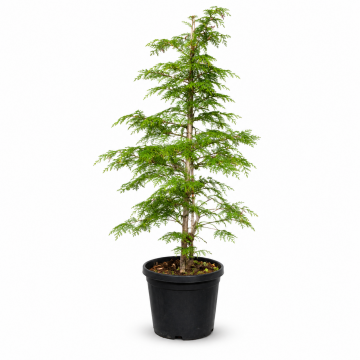 Erable du Japon 'Viridis' - cont. 30l - 125/150 cm (Acer palmatum)