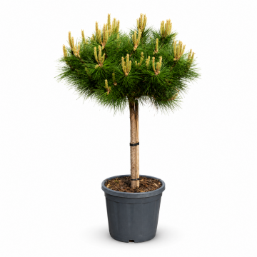 Pinus nigra Brepo - Demi-tige - Cont. 70lt