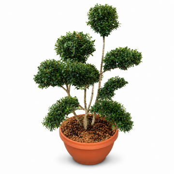 Ilex crenata 'Kinme' (Houx crénelé) bonzai 60/80 cm - cont. 18lt