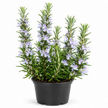 Romarin officinalis - en pot de 3 litres